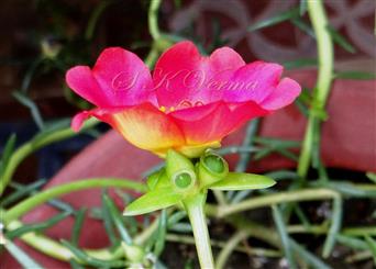  Flower and young fruits